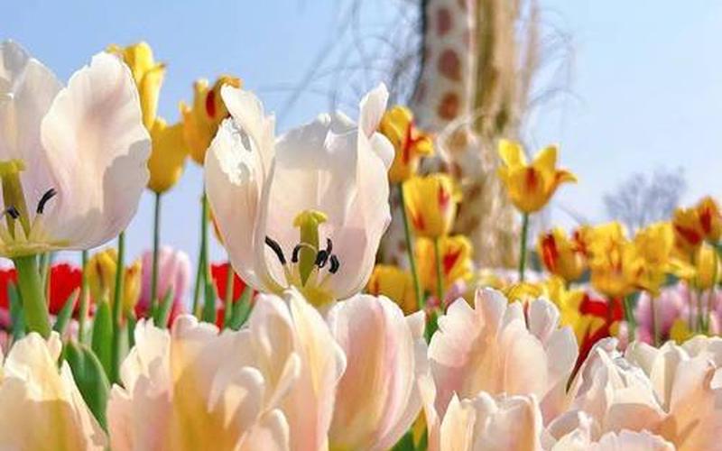 郁金香千万不能乱送-第1张图片-波音达百科
