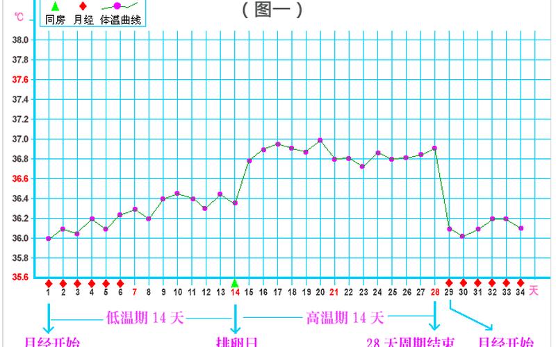 排卵期体温曲线图-第1张图片-波音达百科