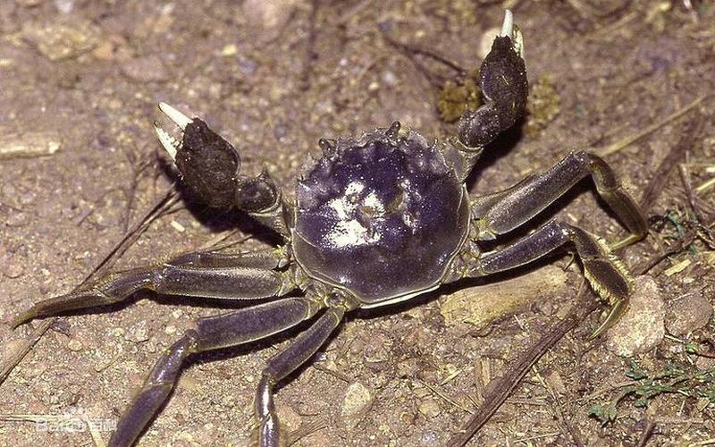 什么过街横行霸道-第1张图片-波音达百科