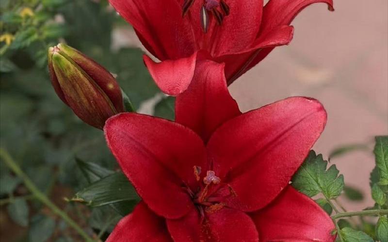 百合之间怎么做具体一点啊!-第1张图片-波音达百科