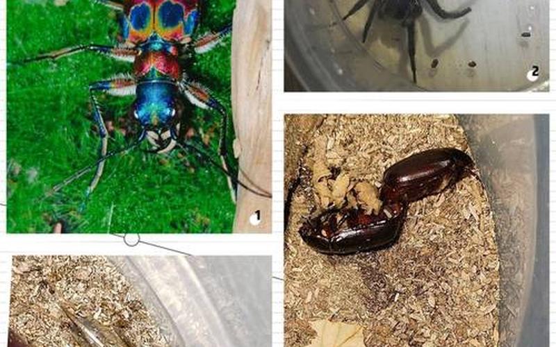 独角仙多少钱一只-第1张图片-波音达百科