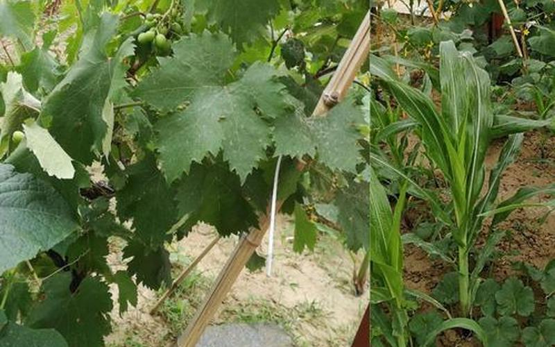 阿门阿前一颗葡萄树-第1张图片-波音达百科