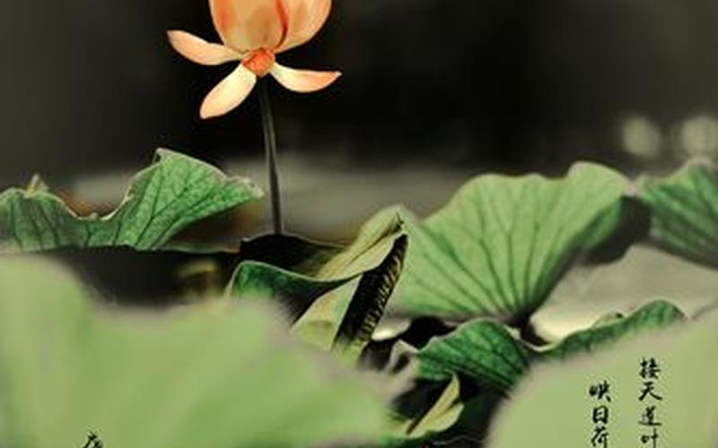 接天莲叶无穷碧全诗-第1张图片-波音达百科