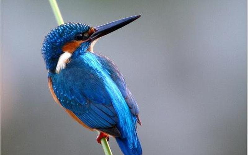 翠鸟的特点是什么-第1张图片-波音达百科