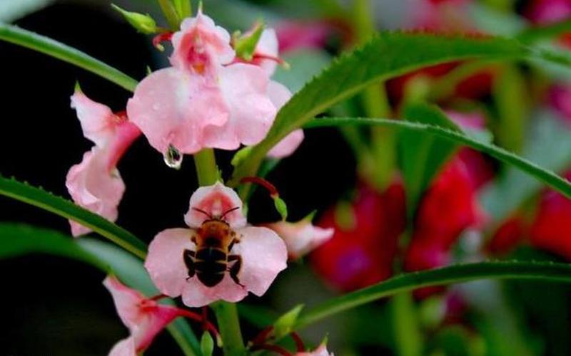 印度海娜花怎么样-第1张图片-波音达百科