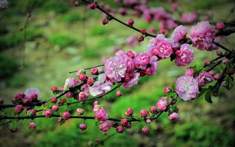 烂漫的意思是什么-第1张图片-波音达百科