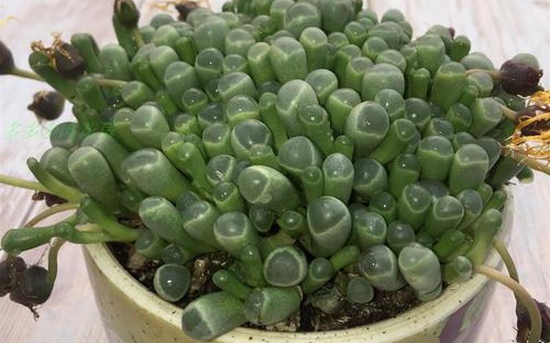 办公室车多肉多的1V2-第1张图片-波音达百科