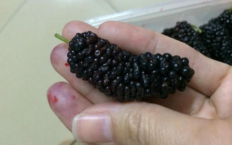 泰国黑桑果是真的吗-第1张图片-波音达百科