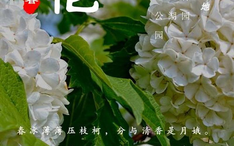 最美人间四月天全诗-第1张图片-波音达百科