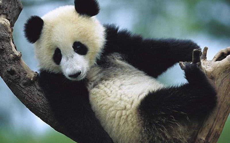 大熊猫生活在什么地方？-第1张图片-波音达百科