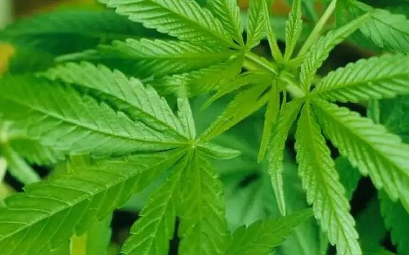 可卡英因从什么植物中提取-第1张图片-波音达百科