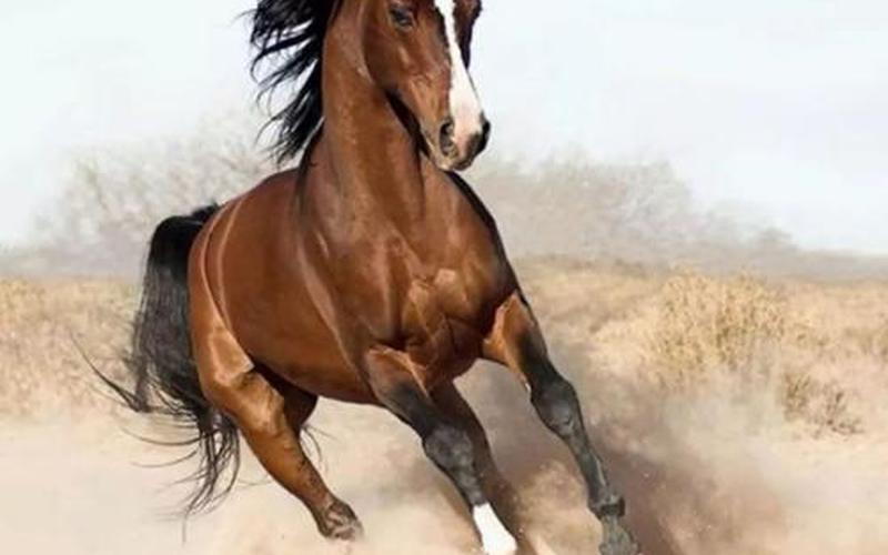 千里马分别指哪一类人-第1张图片-波音达百科