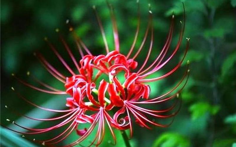 世界上花语最冷漠的花-第1张图片-波音达百科