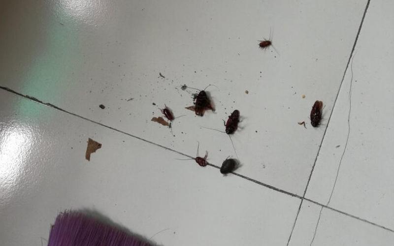 蟑螂最怕三种克星-第1张图片-波音达百科