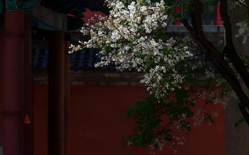 芭蕉不展丁香结丁香空结雨中愁的意思-第1张图片-波音达百科