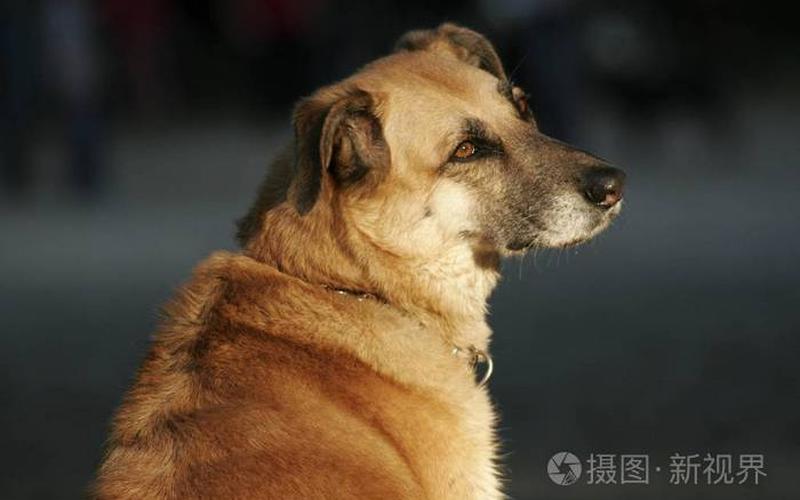 东张西望是什么动物-第1张图片-波音达百科