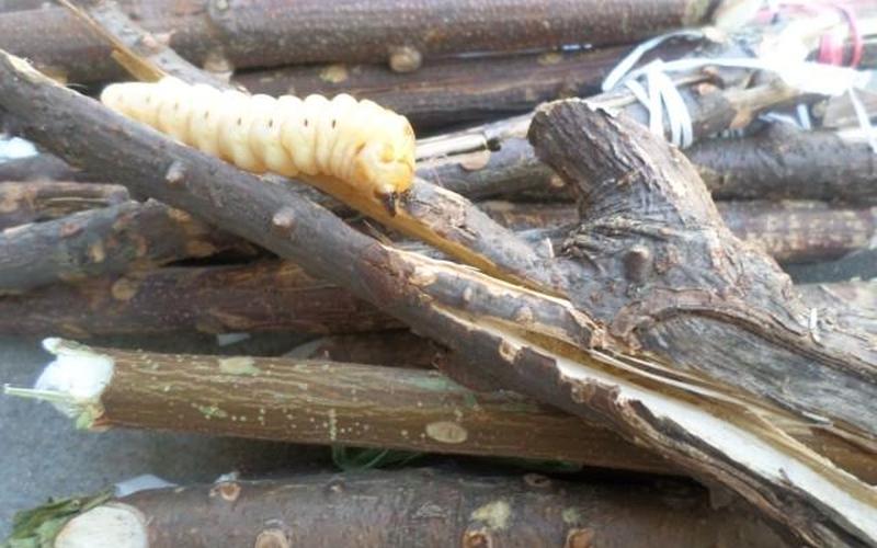 斗米虫的功效与作用-第1张图片-波音达百科