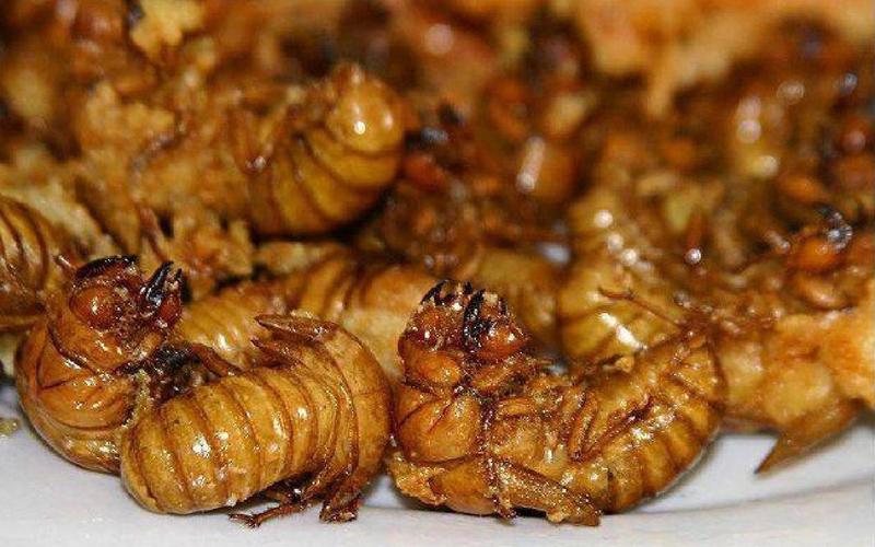 知了的营养价值和功效-第1张图片-波音达百科