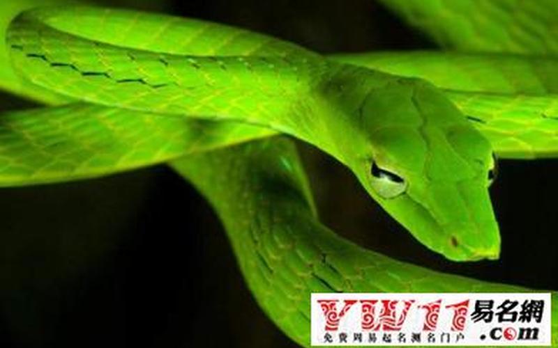 1977年属蛇人43岁大难-第1张图片-波音达百科