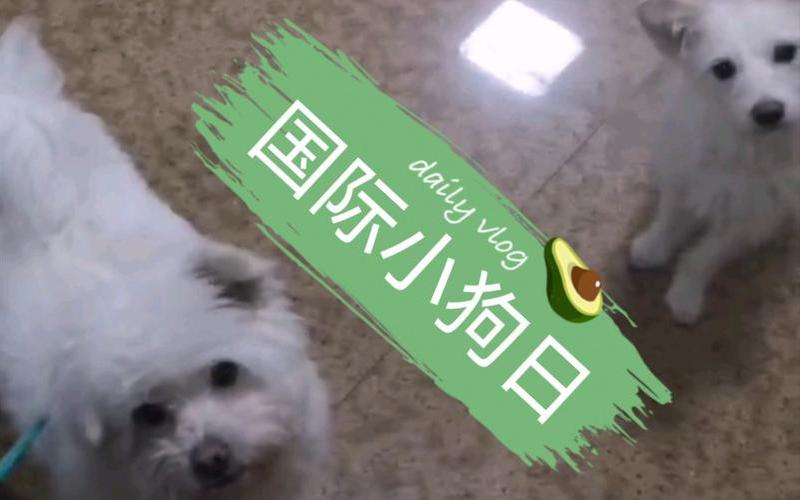 今天是国际小狗日-第1张图片-波音达百科