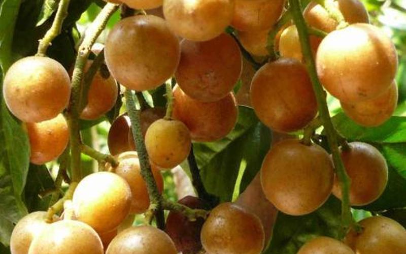 黄皮果的功效与作用上火还是降火-第1张图片-波音达百科