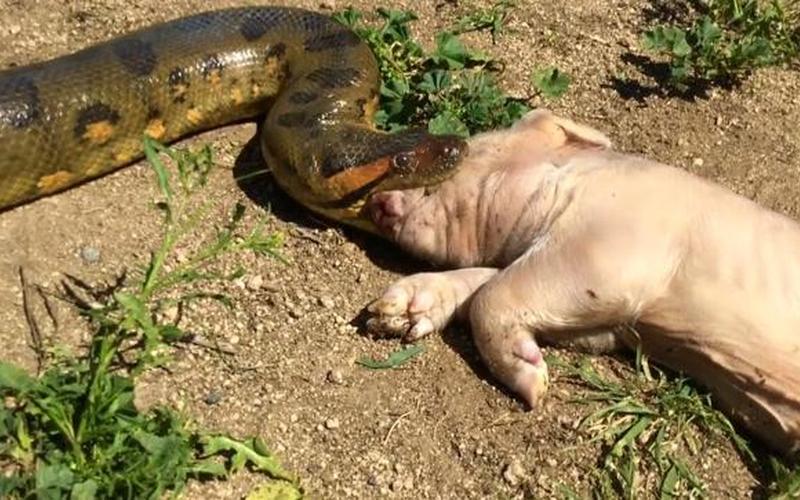 什么蛇可以吃大象-第1张图片-波音达百科