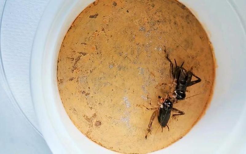 蟋蟀大战打一个字是什么字-第1张图片-波音达百科