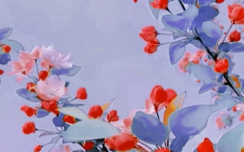 凌晨四点钟我看见海棠花未眠下句-第1张图片-波音达百科