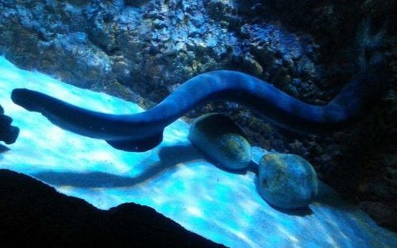 加拿大电鳗是什么梗和意思-第1张图片-波音达百科