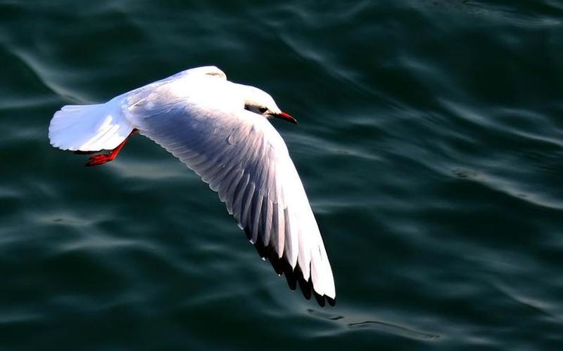 白云朵朵鸟飞来是什么生肖-第1张图片-波音达百科