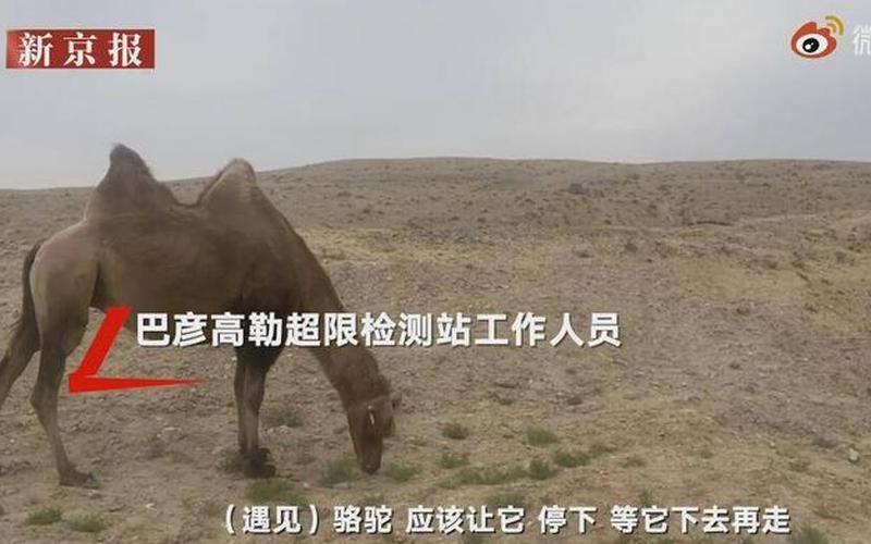 被撞骆驼主人发声-第1张图片-波音达百科