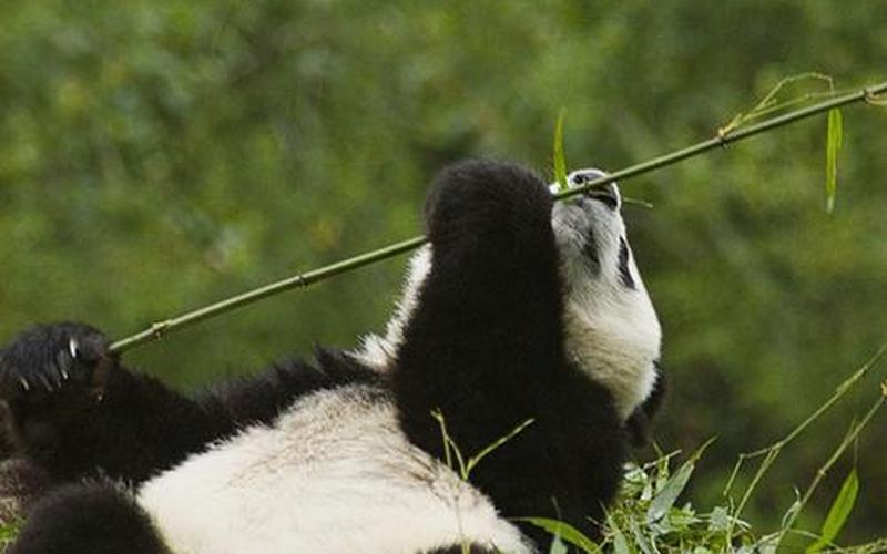 大熊猫爱吃的竹子是草还是树-第1张图片-波音达百科