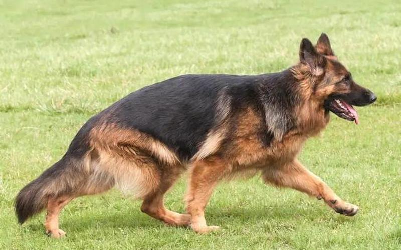 德国牧羊犬吃什么好-第1张图片-波音达百科