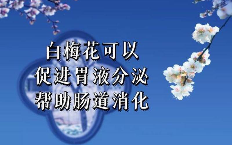 白梅花的功效与作用-第1张图片-波音达手游百科
