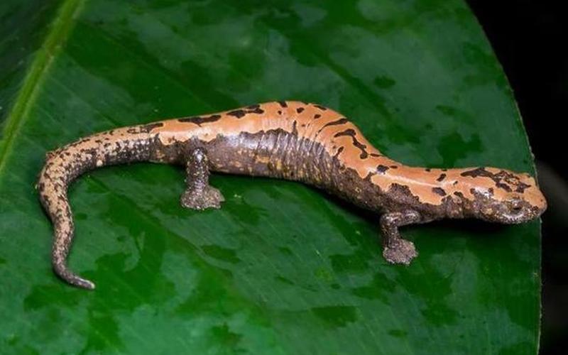 娃娃鱼是人类祖先吗-第1张图片-波音达百科