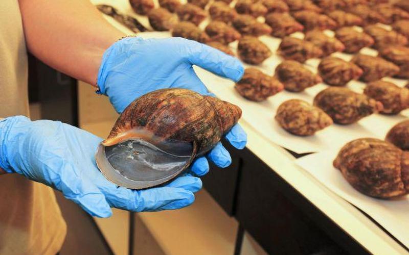 非洲大蜗牛能吃吗-第1张图片-波音达百科