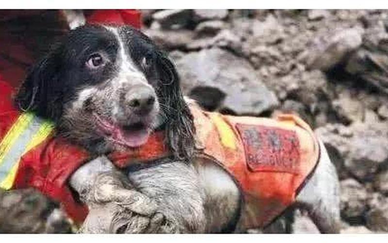 地震搜救犬全部处死-第1张图片-波音达百科