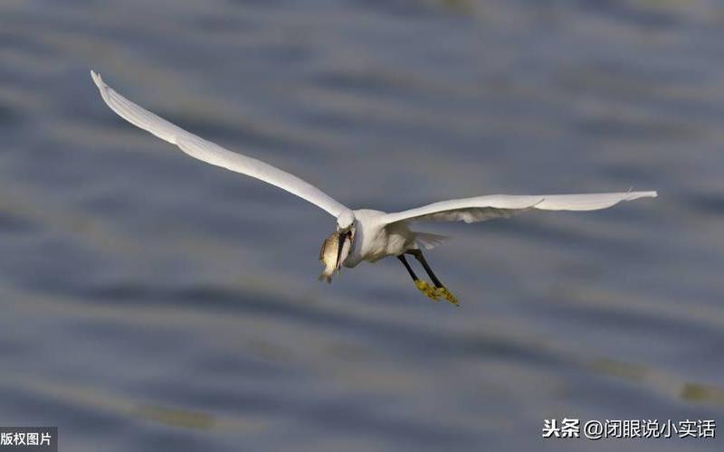 羽毛球用什么动物的羽毛-第1张图片-波音达百科