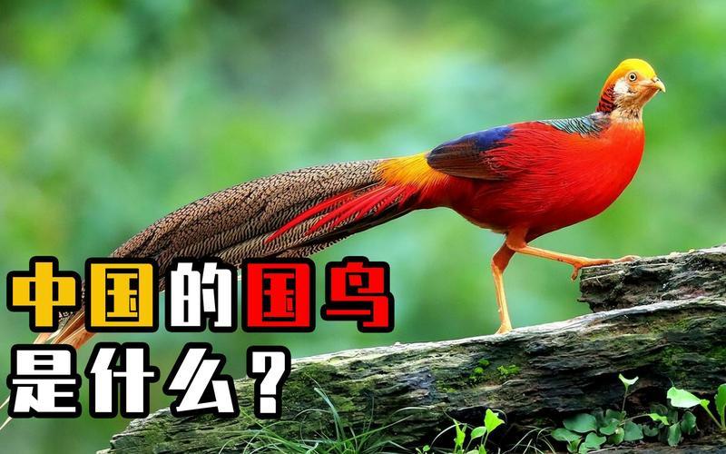 中国的国鸟是什么-第1张图片-波音达百科
