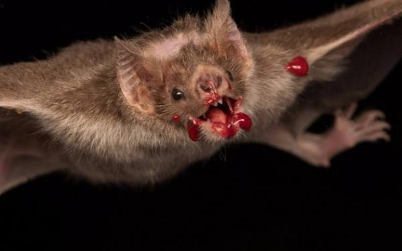 十大恐怖吓人的动物-第1张图片-波音达百科