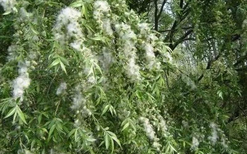 春天随风飘扬的白色柳絮-第1张图片-波音达百科