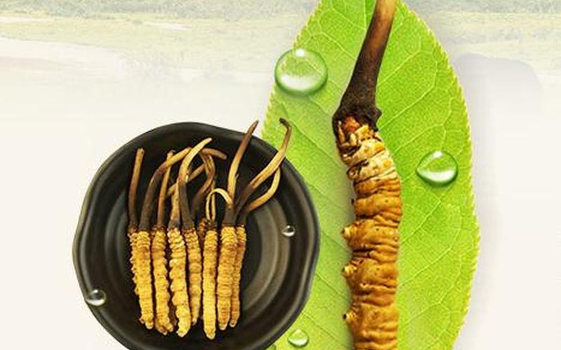 三类人不能吃冬虫夏草-第1张图片-波音达手游百科