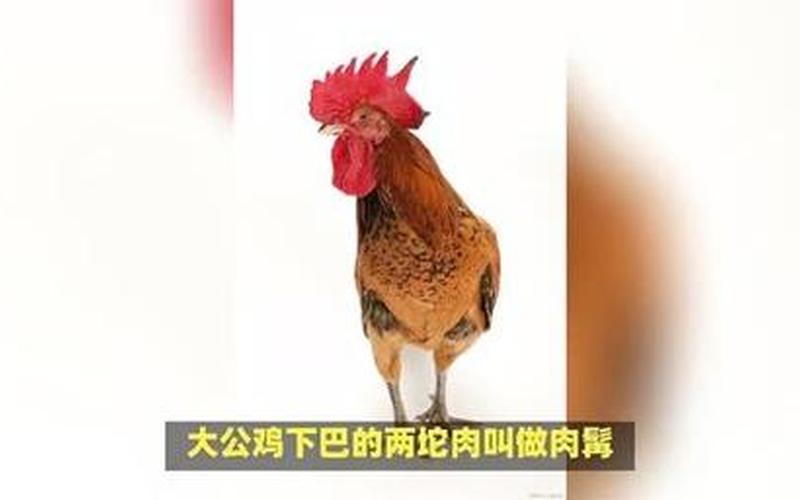 大公鸡下巴的两坨肉叫什么-第1张图片-波音达百科