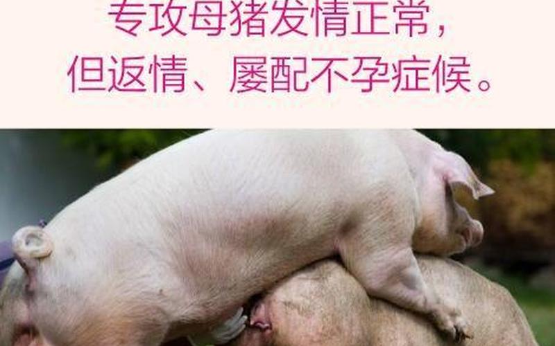 怎样日发了情的母猪-第1张图片-波音达百科