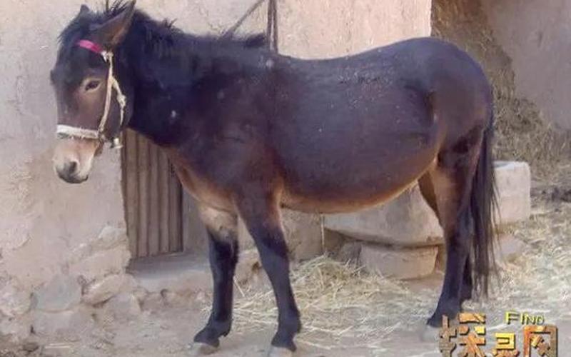 驴是怎么繁殖后代的-第1张图片-波音达百科