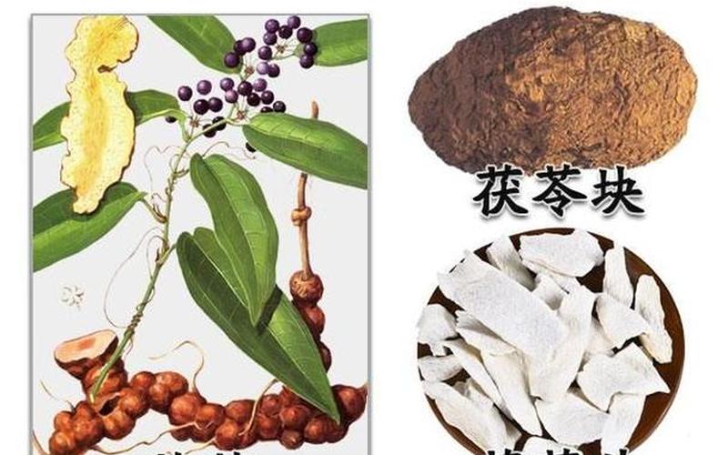 白茯苓的功效与作用及食用 *** -第1张图片-波音达手游百科