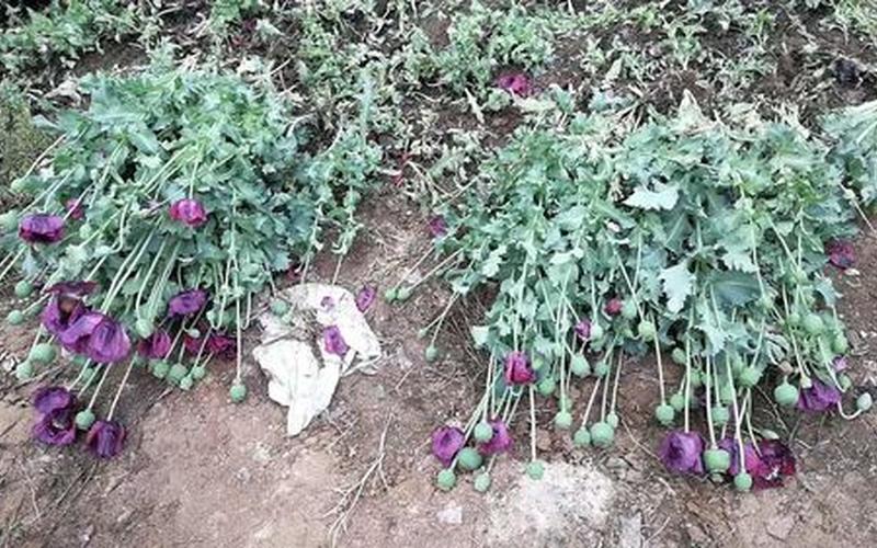 花种植几棵不犯法-第1张图片-波音达百科