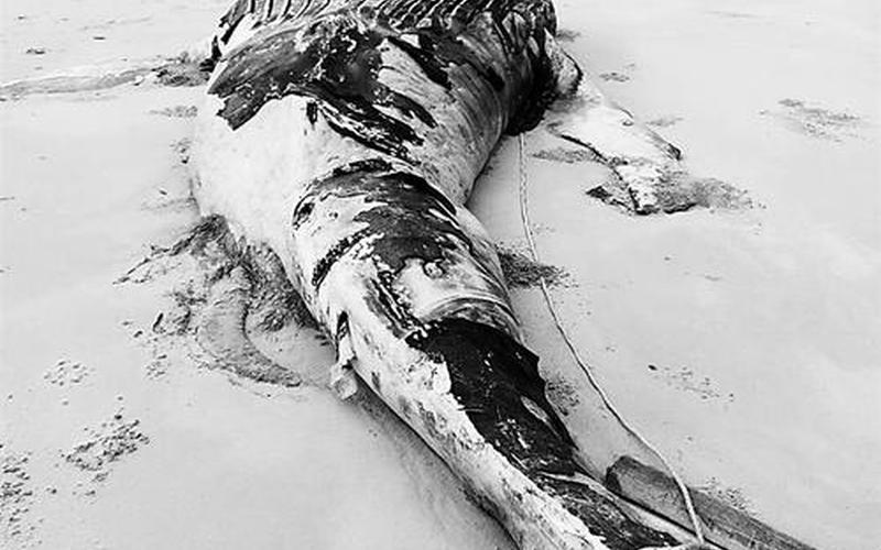 鲸鱼搁浅是什么意思-第1张图片-波音达百科