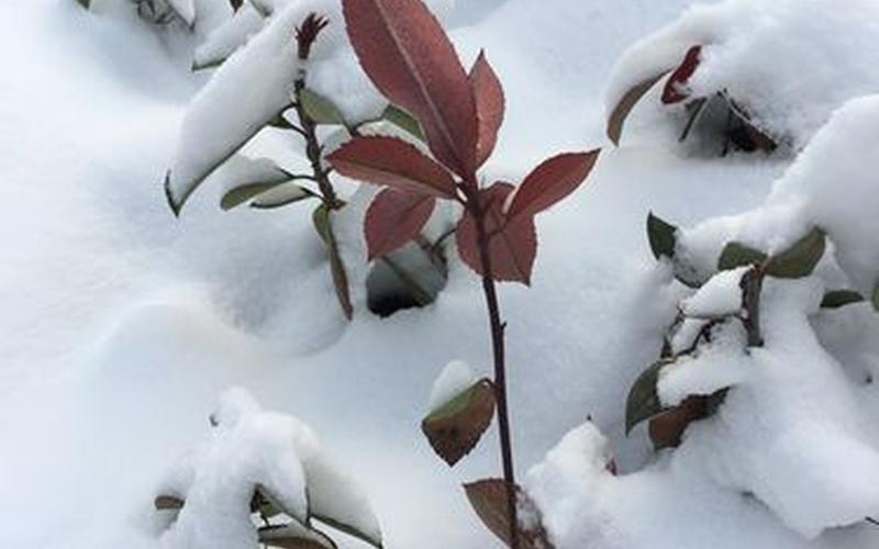 下雪了小树像什么-第1张图片-波音达手游百科