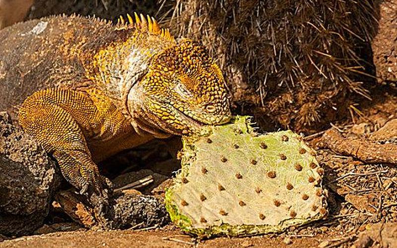 什么动物吃仙人掌不吐刺-第1张图片-波音达百科